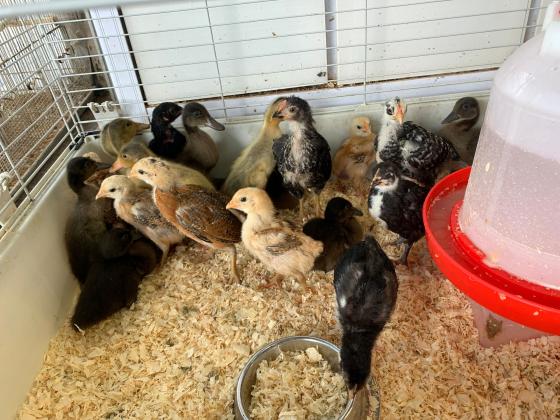 למכירה אפרוחים של תרנגולות בלאדי