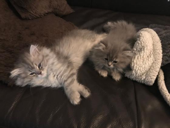 חתול פרסי ככול הנראה מעורב