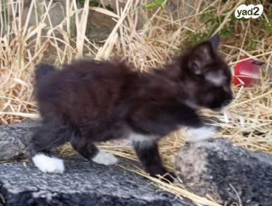 גור חתול מאוד חמוד בן חודשיים