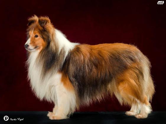 גורי שלטי כלב רועים שטלנדי