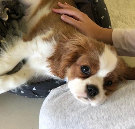 למכירה גורים קבליר קינג צארלס