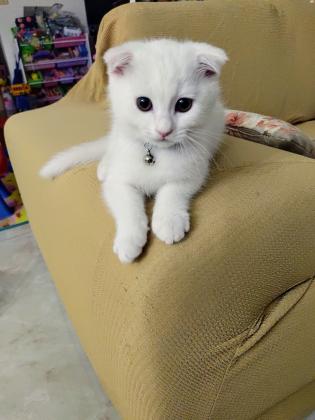 חתול סקוטי פולד לבן, זכר