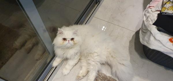 חתול פרסי עים חיסונים