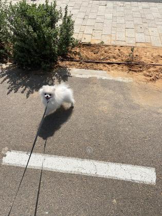 גור פומרניאן בן 6 חודשים