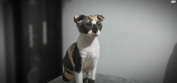 חתול לבקוי אוקראיני, בת חודשיים