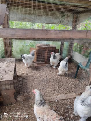 למכירה תרנגולות מסוג ברהמה קו