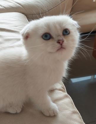 סקוטי פולד בלו פוינט עיניים