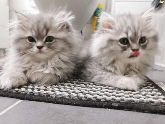 חתול פרסי ככול הנראה מעורב