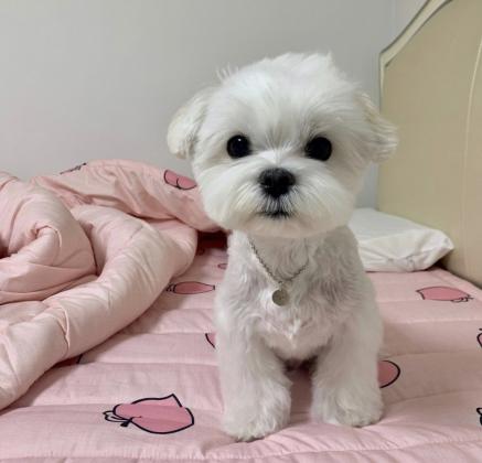 גורי מלטז זכר ונקבה שנמסרים