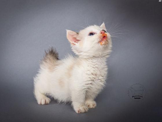 גורים מנצ'קין