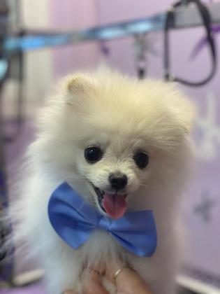 גור פומרניאן בן 6 חודשים