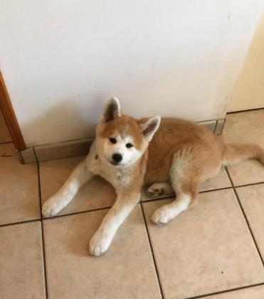 למכירה גורים אקיטה יפני מהממים