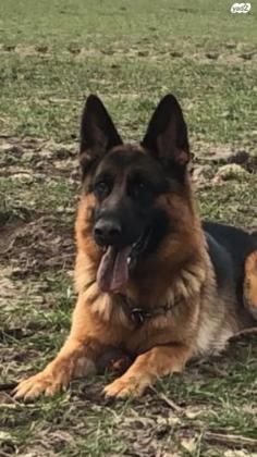 למכירה גורים רועה גרמני קו