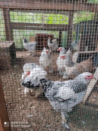 למכירה תרנגולות מסוג ברהמה קו