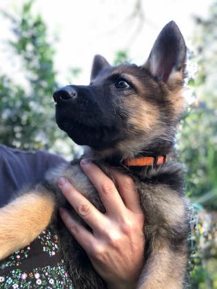 רועה גרמני קו עבודה