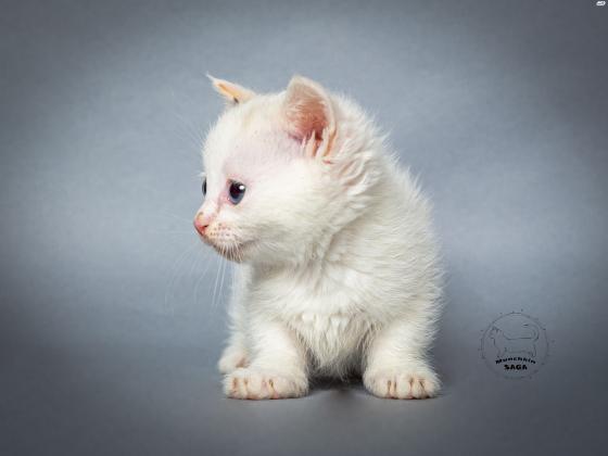 גורים מנצ'קין