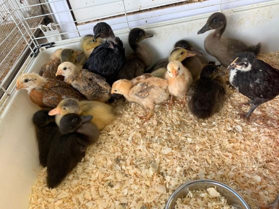 למכירה אפרוחים של תרנגולות בלאדי