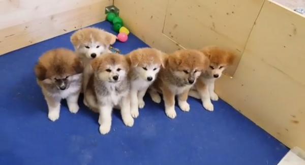 למכירה גורים אקיטה אינו /יפני