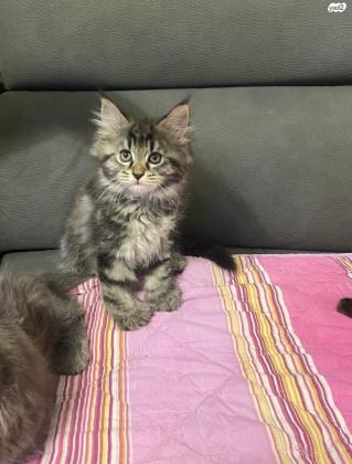 מייקון מעורב 3 חודשים