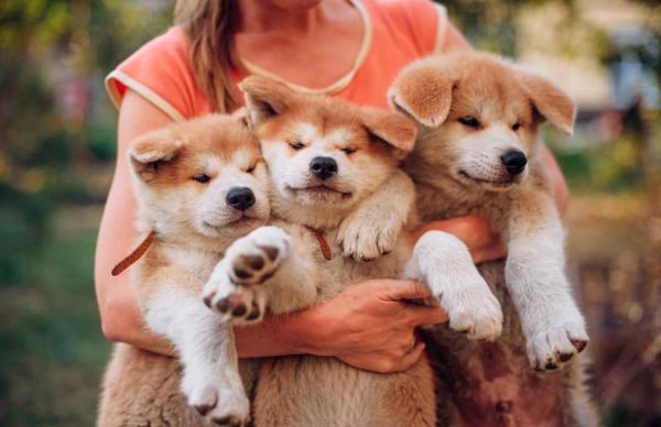 למכירה גורים אקיטה יפני מהממים