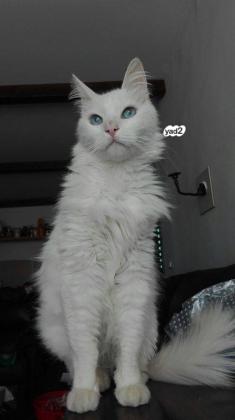 חתול אנגורה מסורס , נלכד