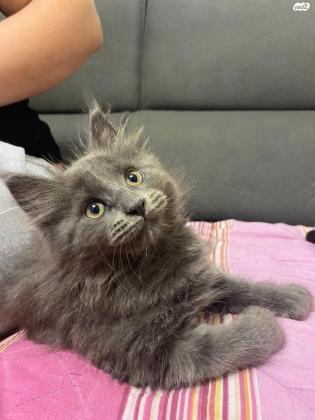 מייקון מעורב 3 חודשים