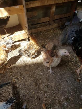 תרנגולות בלדי למכירה מחיר ליחידה