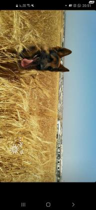 כלב רוכב בלגי מעורב עם רועה גרמני