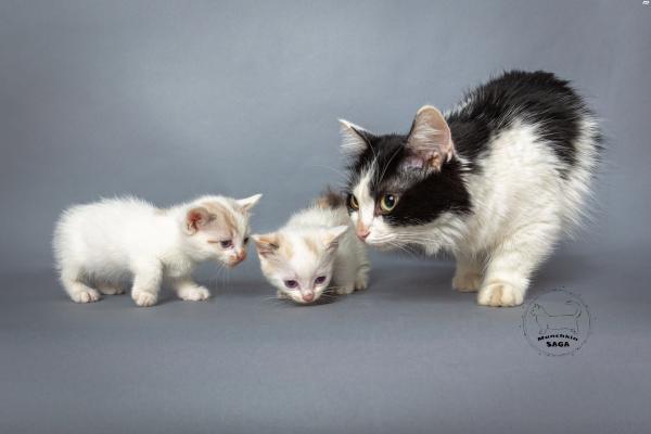 גורים מנצ'קין