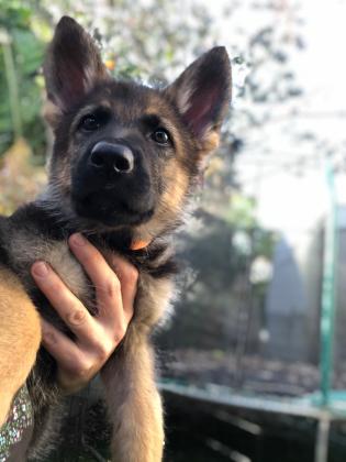 רועה גרמני קו עבודה