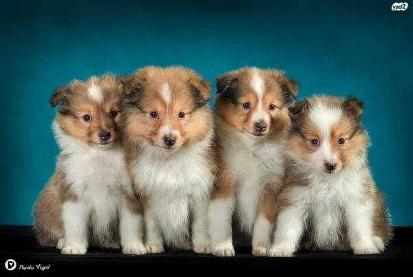 גורי שלטי כלב רועים שטלנדי