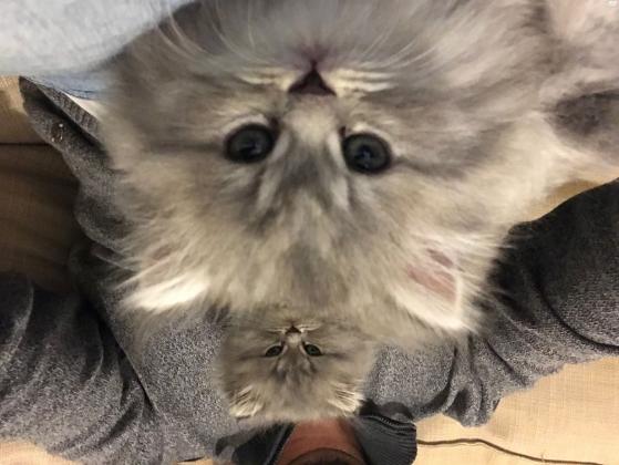 חתול פרסי ככול הנראה מעורב