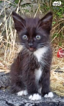 גור חתול מאוד חמוד בן חודשיים