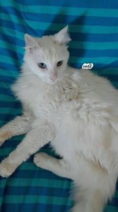 חתול אנגורה מסורס , נלכד