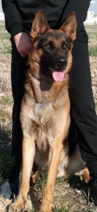 כלב רוכב בלגי מעורב עם רועה גרמני