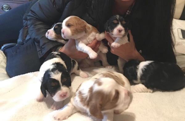 למכירה גורים קבליר קינג צארלס