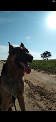 כלב רוכב בלגי מעורב עם רועה גרמני