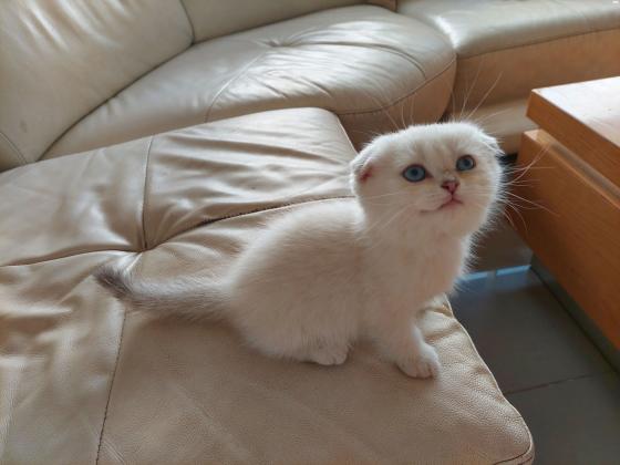 סקוטי פולד בלו פוינט עיניים