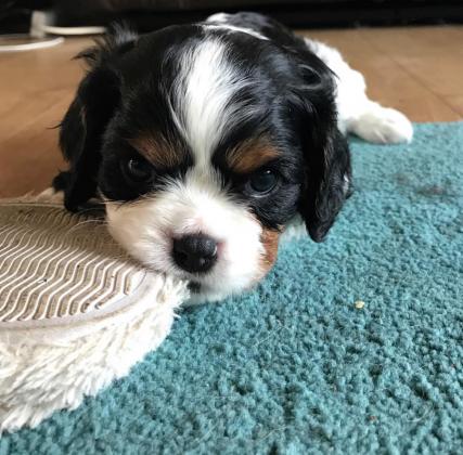 למכירה גורים קבליר קינג צארלס