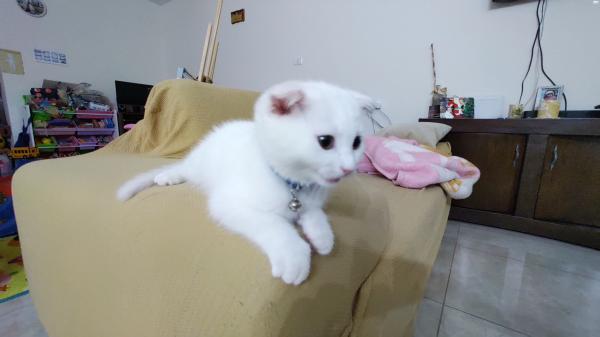 חתול סקוטי פולד לבן, זכר