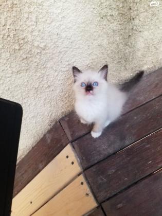 חתולי רגדול גזעיים , מקסימים,