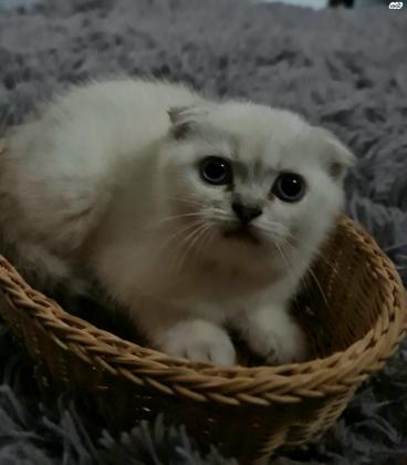 למכירה! גורים מדהימים!!! סקוטי פולד