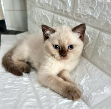 למכירה! גורים מדהימים!!! סקוטי פולד