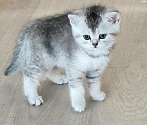 למכירה! גורים מדהימים!!! סקוטי פולד