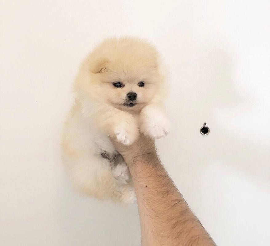 כלבים - גור פומרניין בצבע ג׳ינג׳י קרם | מודעה-365211