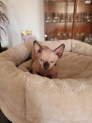 למכירה שלושה גורי חתול ספינקס