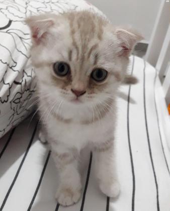 גורה סקוטית מקסימה מחונכת לארגז