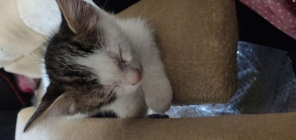 חתולים חמודים מאוד