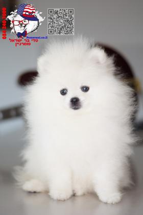 מחיר לגור פומרניין ‏בסביבות 13,000ש״ח