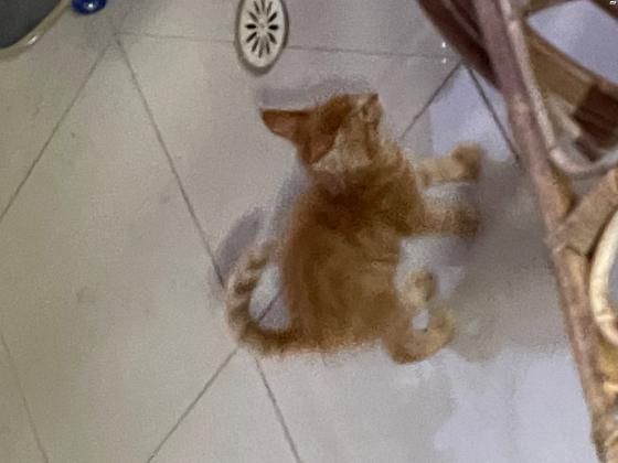 חתול מיין קון בן חודשיים
